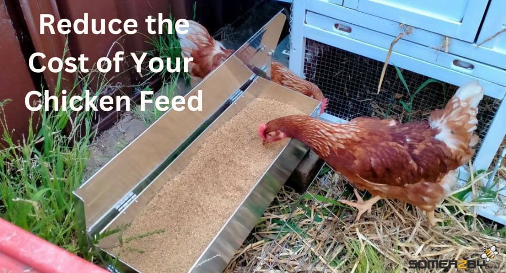 Reduce the Cost of Your Chicken Feed