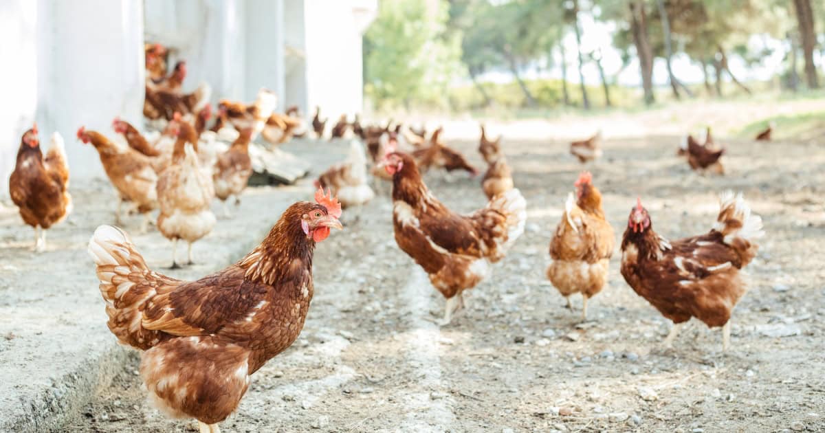 Benefits of an Automatic Chicken Feeder