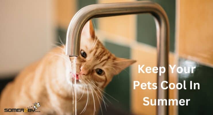 Keep your pets cool in summer