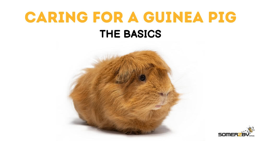 Caring for a Guinea Pig - The Basics