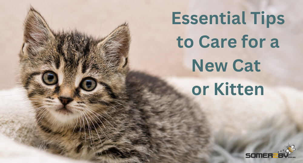 Essential Tips to Care for a New Cat or Kitten