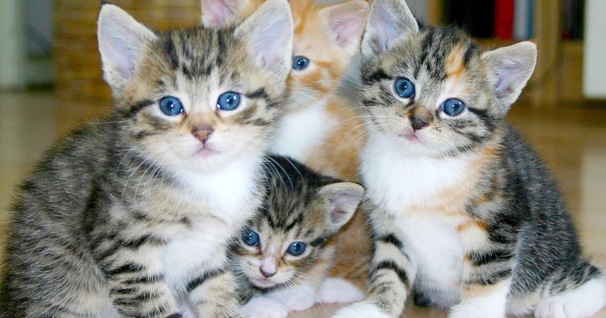 HOW MANY KITTENS CAN A CAT HAVE