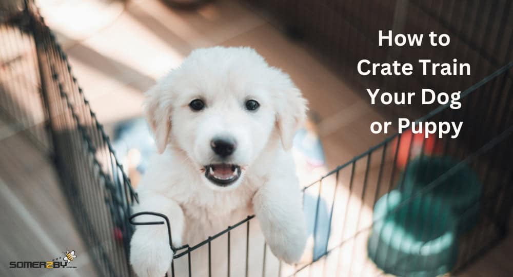 How to Crate Train Your Dog or Puppy