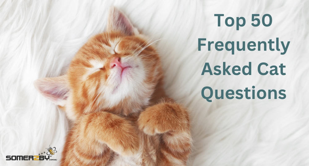 Top 50 Frequently Asked Cat Questions