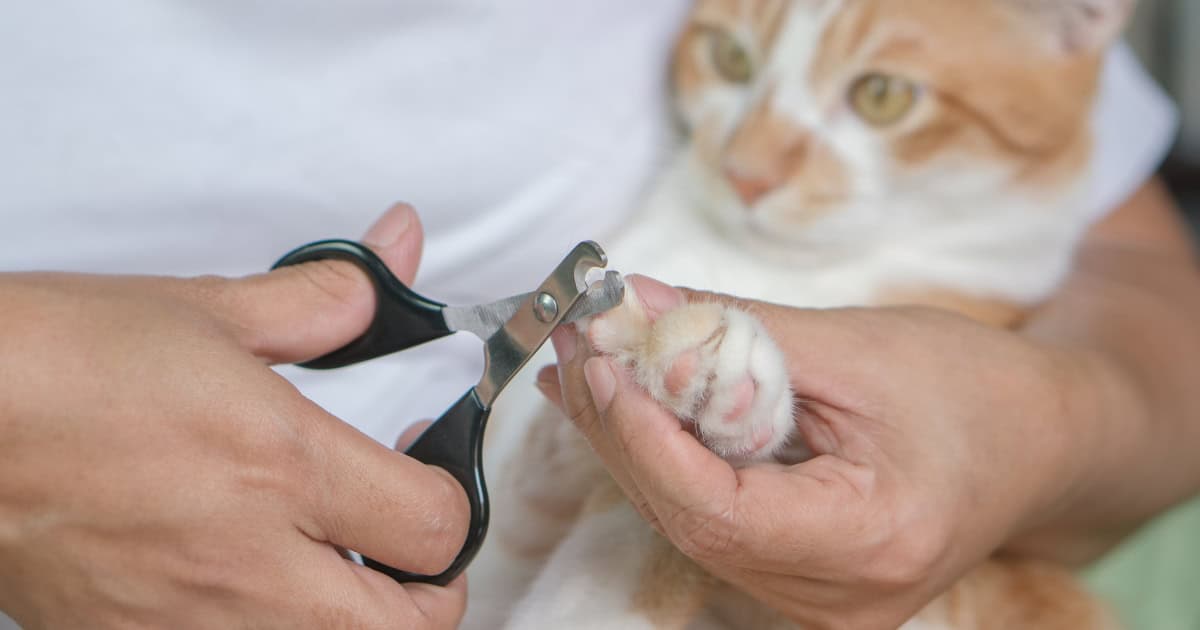 Cutting cat nails