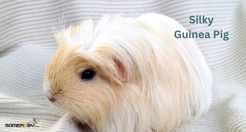 Silky Guinea Pig