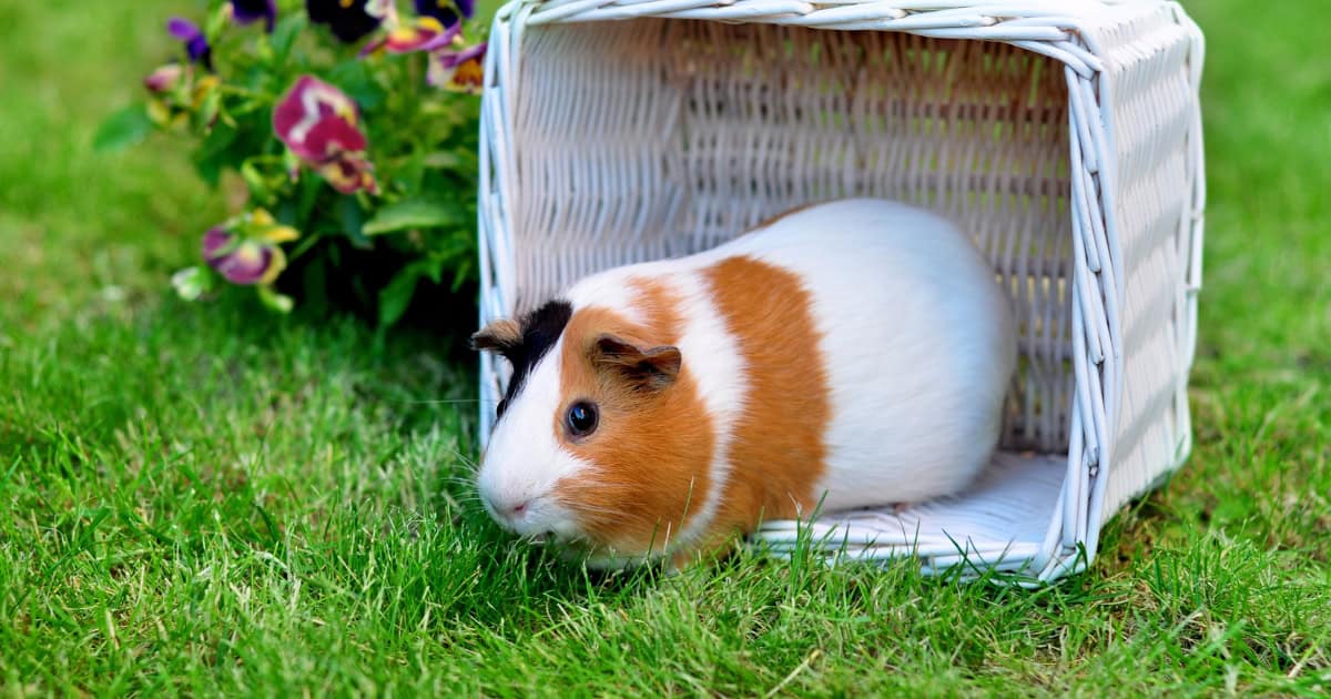 American Guinea Pig outdoors