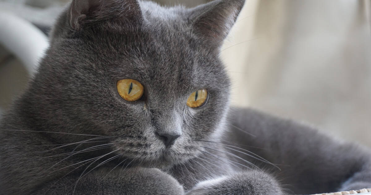 British Shorthairs