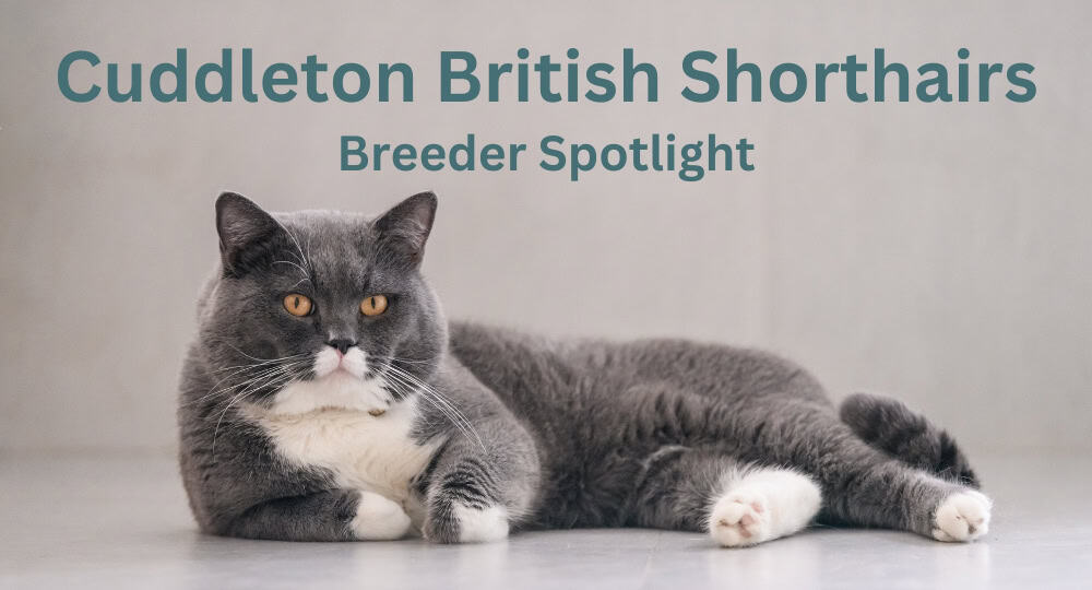 Cuddleton British Shorthairs