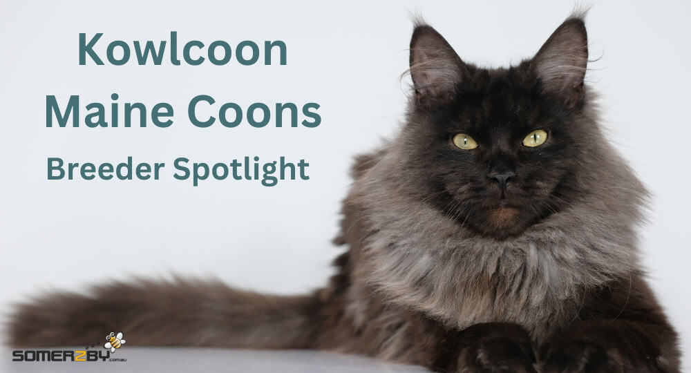 Kowlcoon Maine Coons Breeder Spotlight