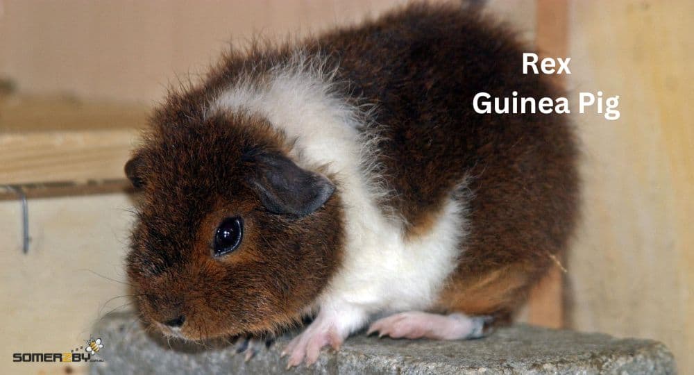 Rex Guinea Pig bareed spotlight