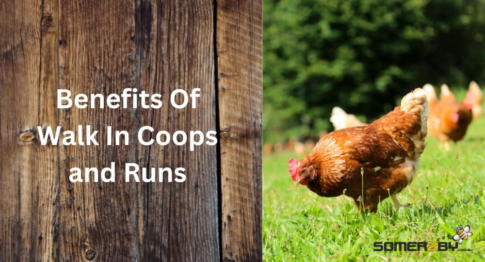 Benefits Of Walk In Coops and Runs