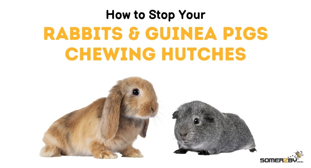 How to Stop Your Rabbits and Guinea Pigs Chewing Hutches
