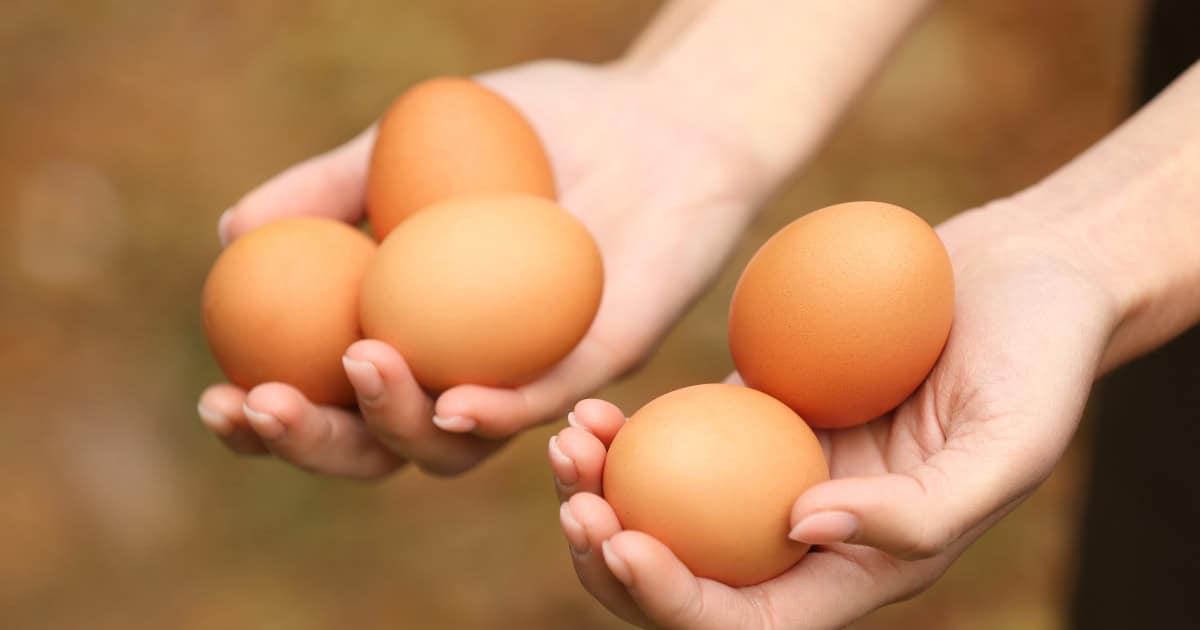 They Are A Healthy Choice