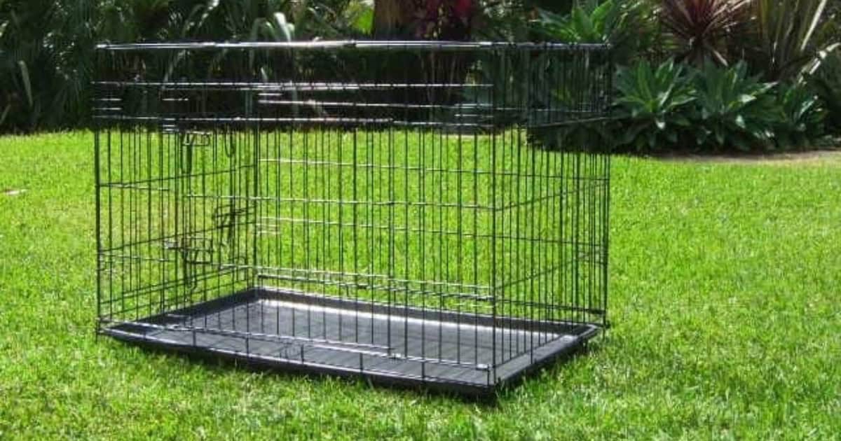 Using a Dog Crate