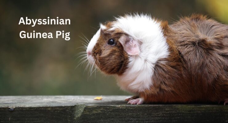 Abyssinian Guinea Pig