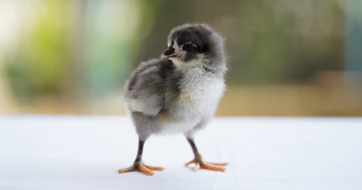 Australorp Chick