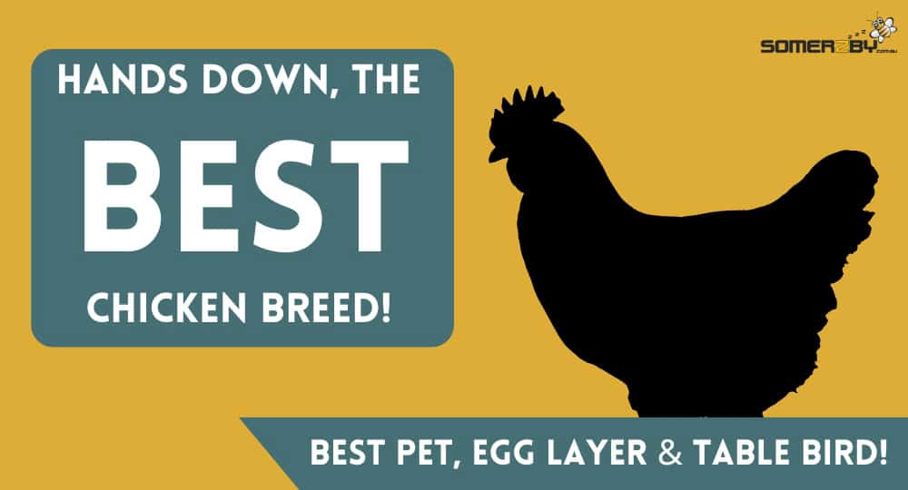 Australorp Hands Down the BEST Chicken breed in Australia!
