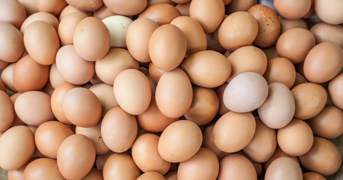 Australorps as Egg Layers