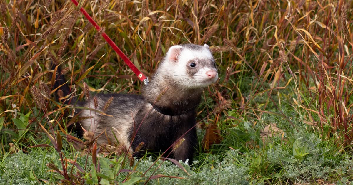 Pet ferret in a harness