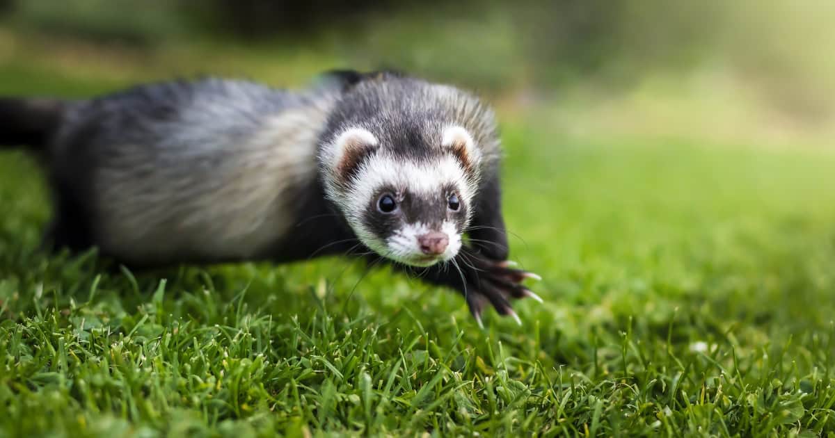 Playing with your pet ferret