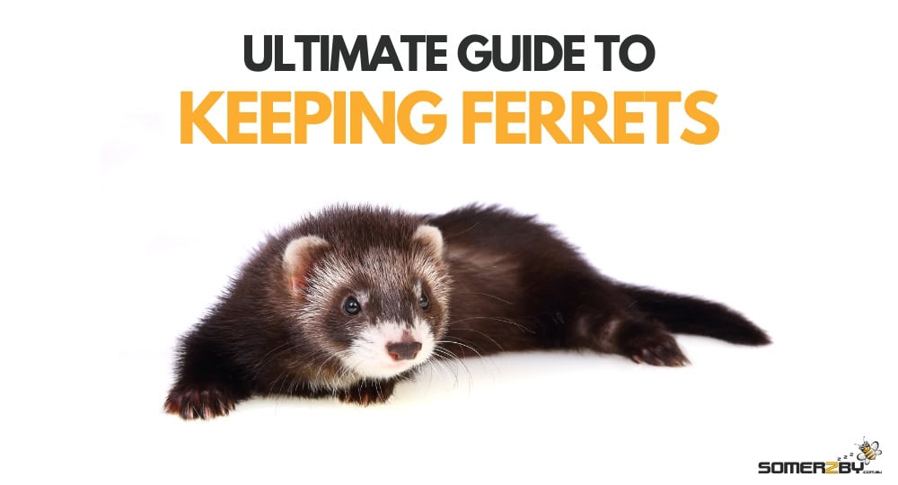 Ultimate Guide to Keeping Ferrets
