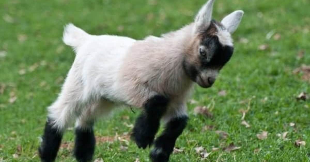Keeping your Pygmy Goat in the garden