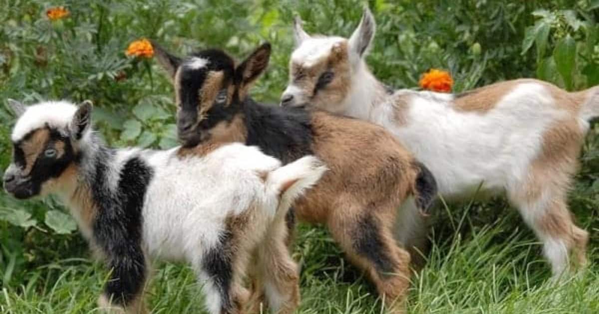 Miniature goat breeds include Pygmy Nigerian Dwarf and the Australian Miniature Goat
