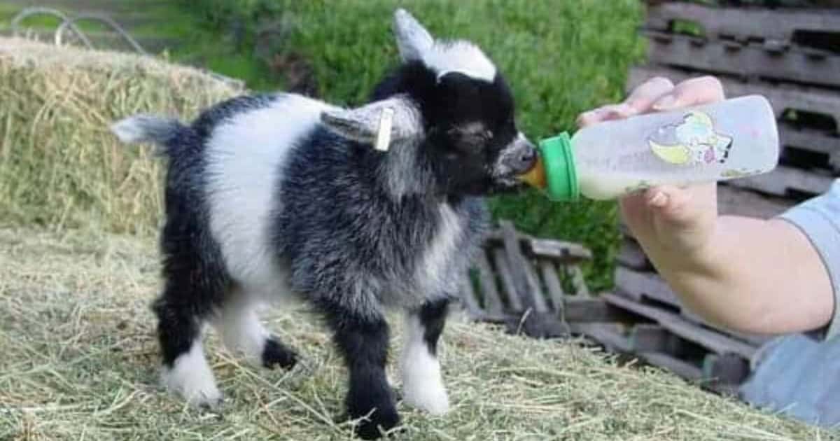 Miniature goats will eat grass weeds tree branches hay grain and pellets