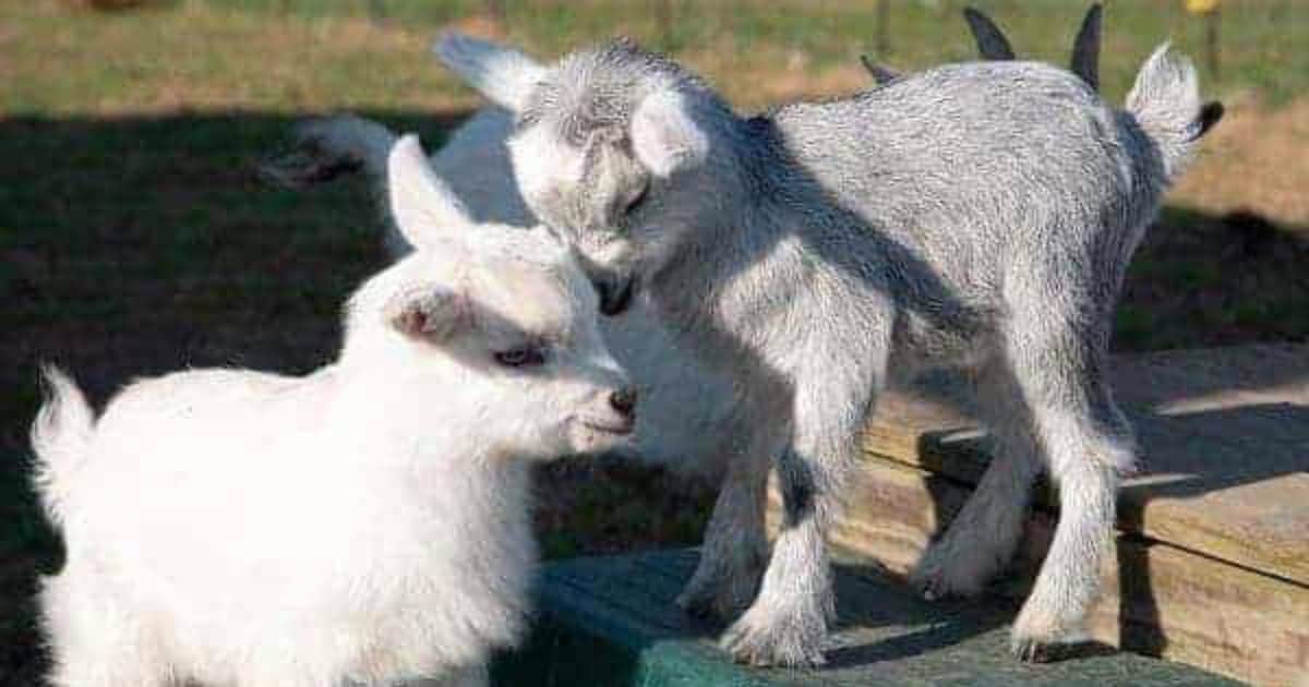 Newborn pygmy goats like to play and rest