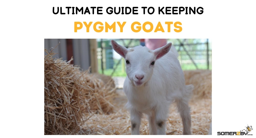 Ultimate Guide to Pygmy Goats