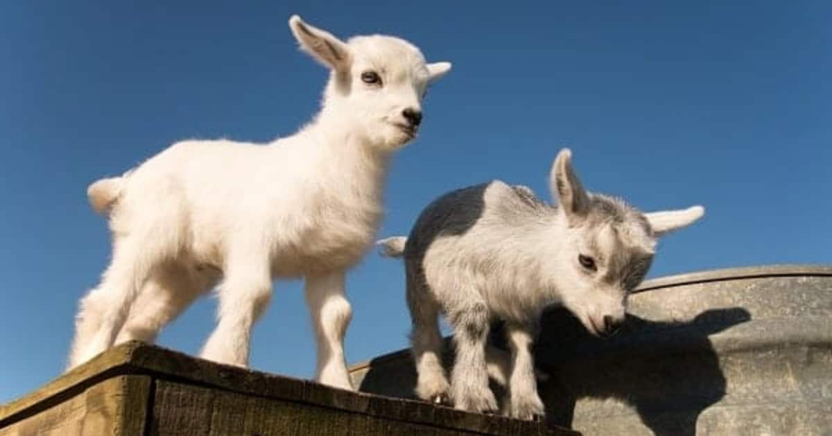 find Pygmy goats as loving family pets
