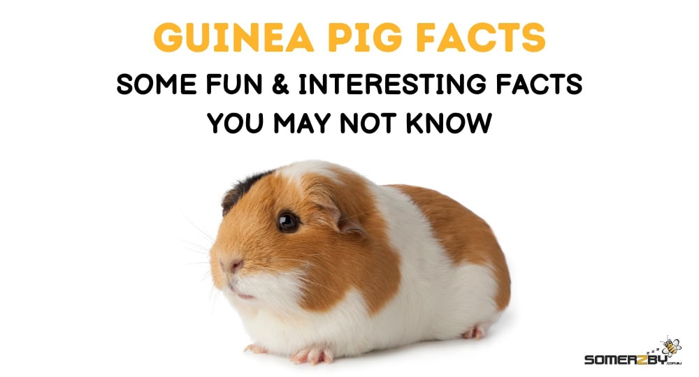 Guinea Pig Facts