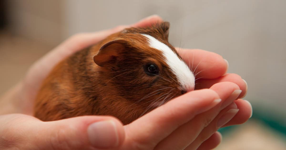 Holding your pet guinea pig