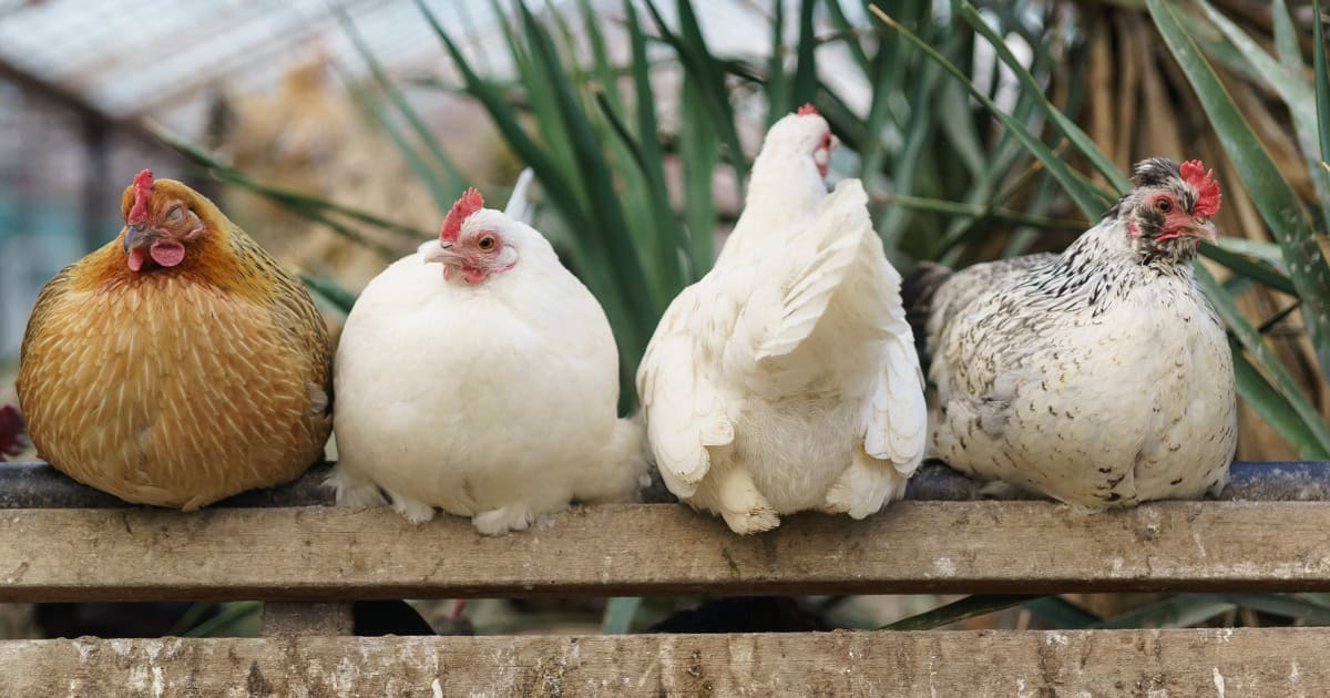 eco-friendly pets and our environment