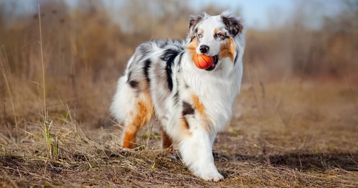 Australian Shepherd