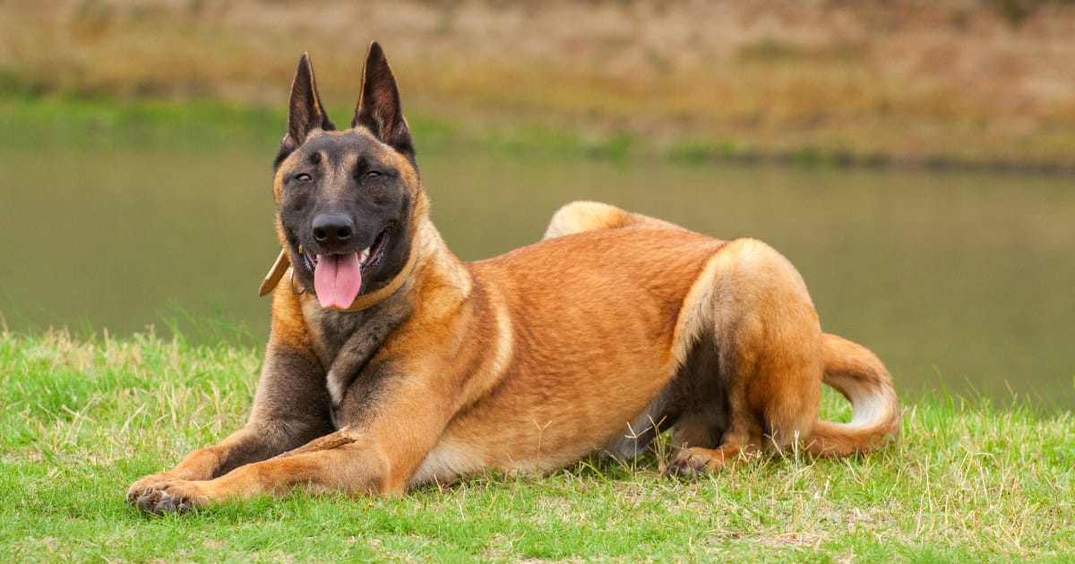 Belgian Malinois