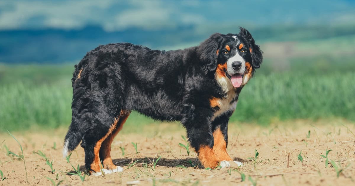 Bernese Mountain Dog