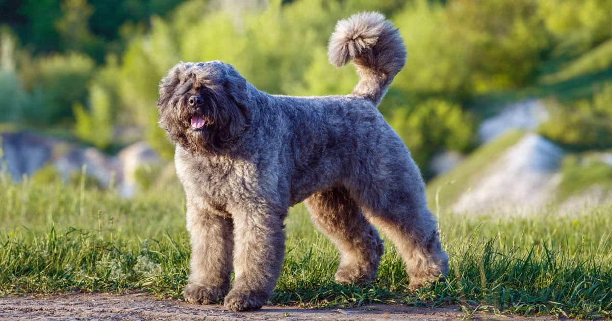 Bouvier des Flandres