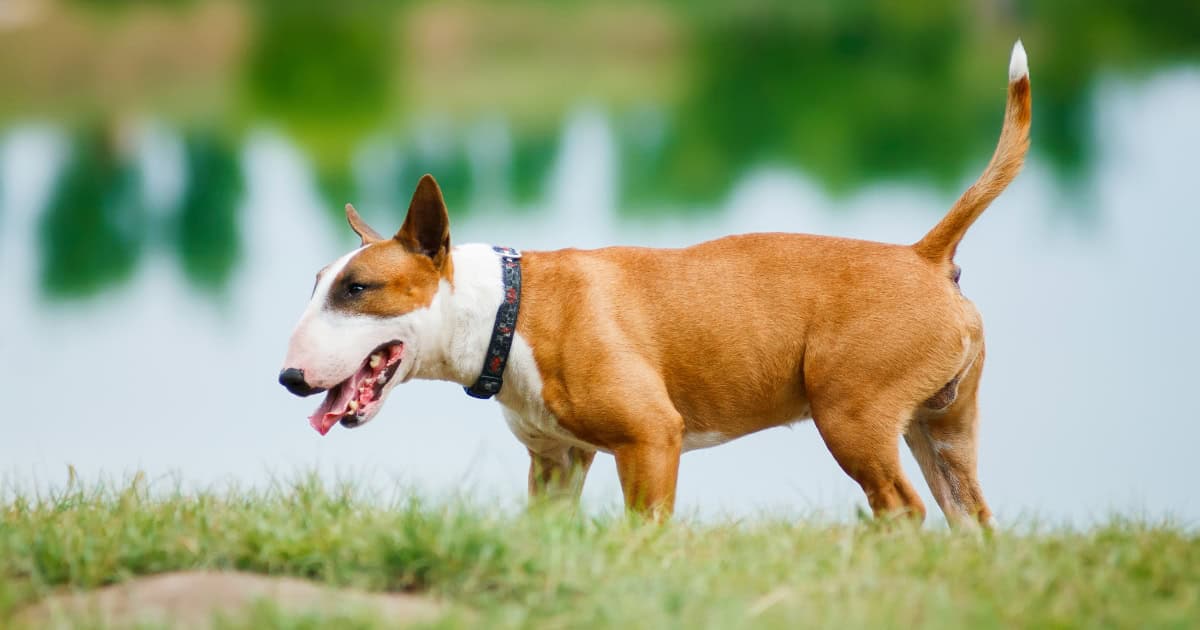 Bull Terrier