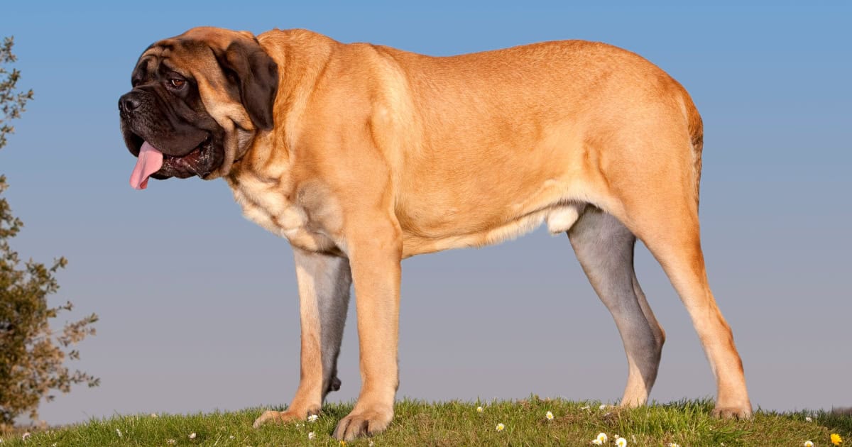 Bullmastiff