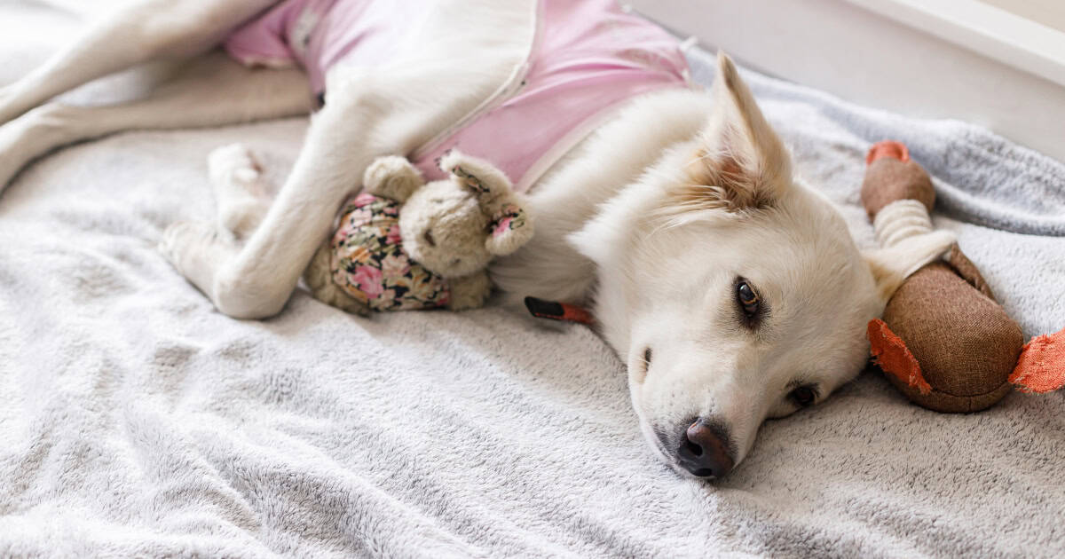 Can dogs sleep indoors