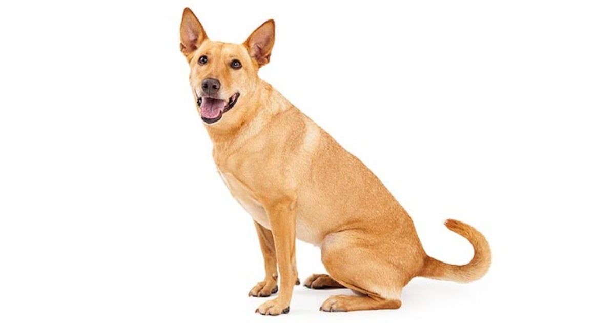 Carolina Dog