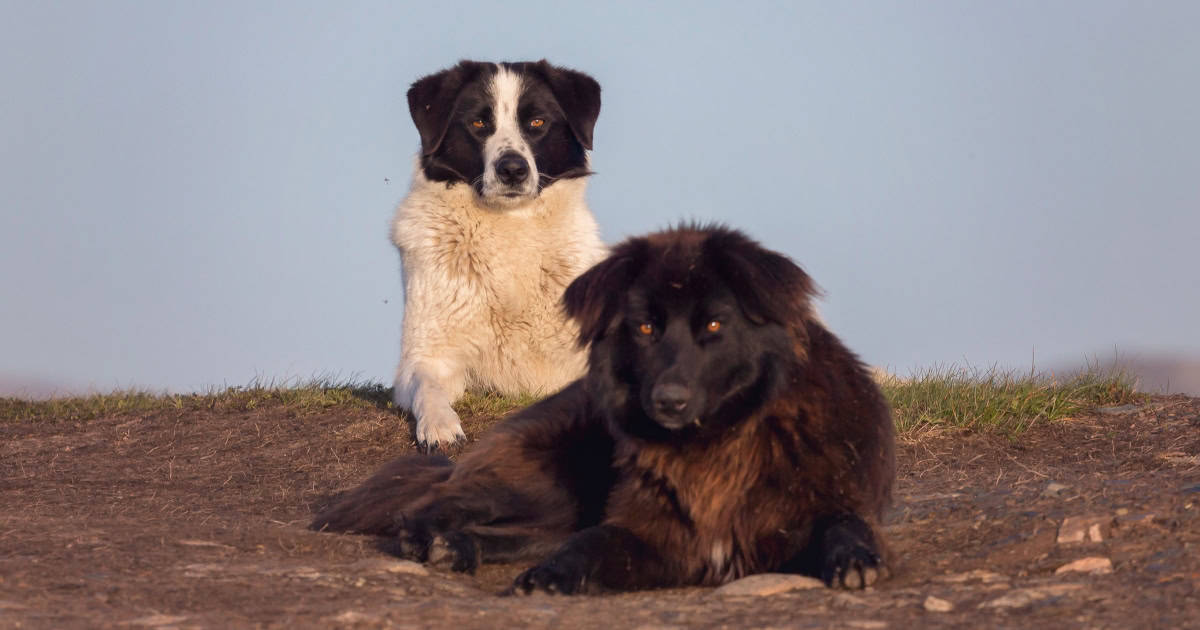 Carpathian Shepherd Dog