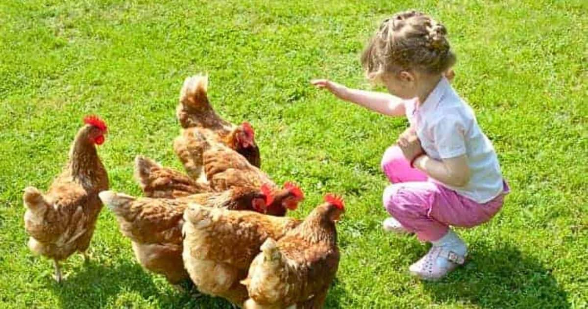 Chickens are Better Conversationalist