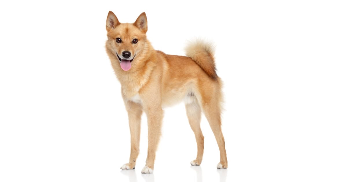 Finnish Spitz
