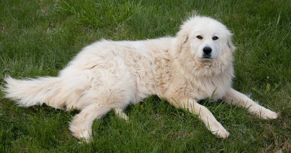 Great Pyrenees
