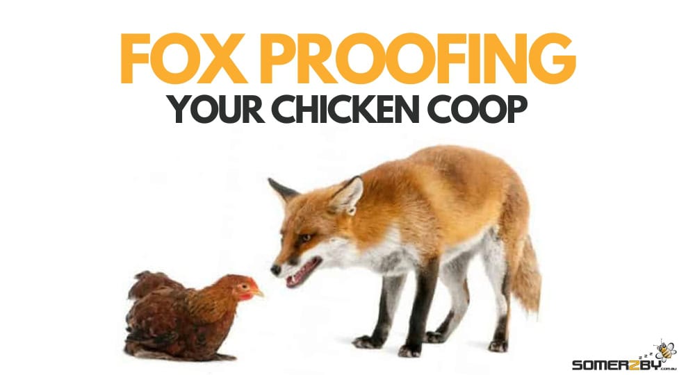 How To Fox Proof Your Chicken Coop