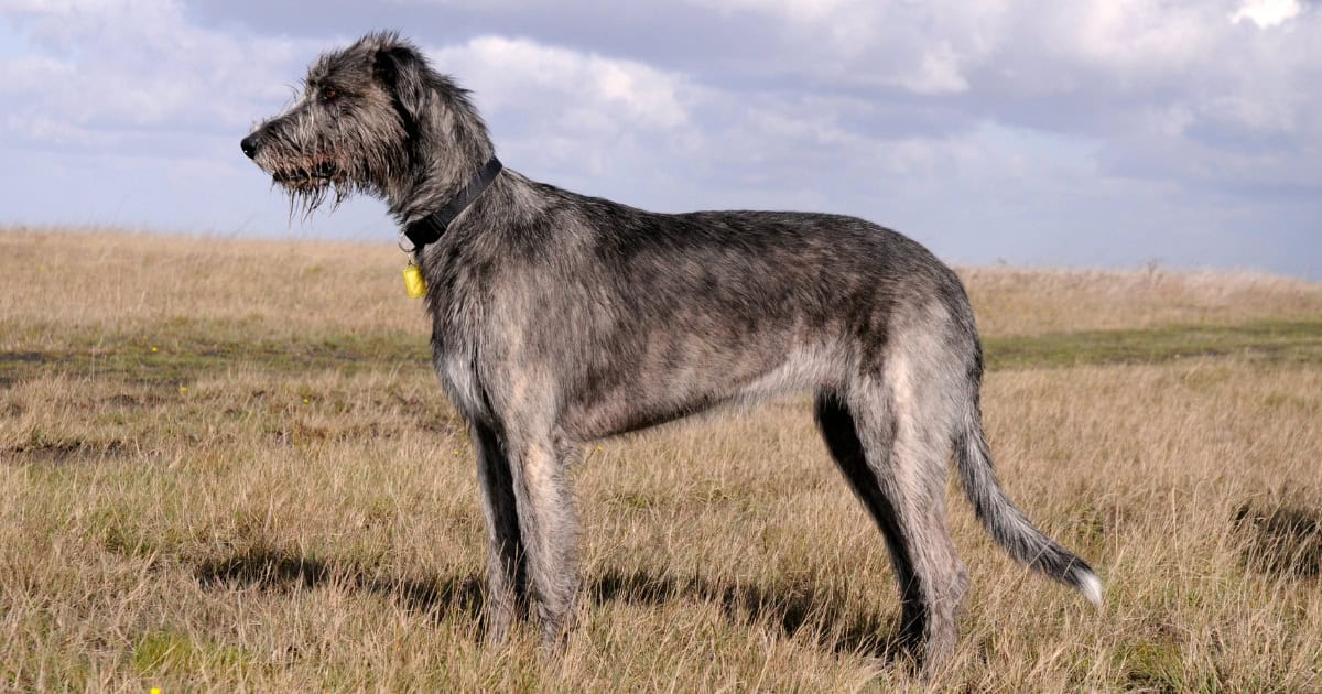Irish Wolfhound