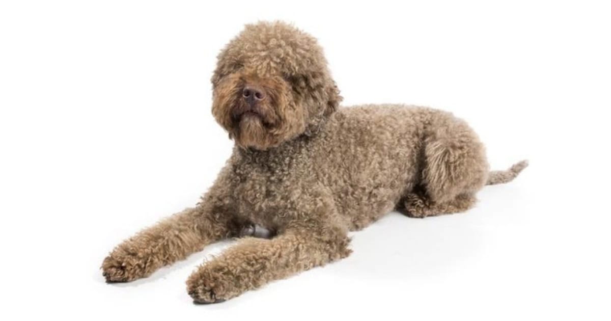 Lagotto Romagnolo Dog Breed